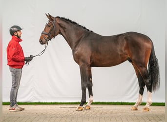 Westfaliano, Semental, 2 años, Castaño oscuro