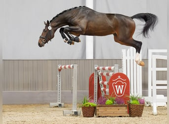 Westfaliano, Semental, 2 años, Castaño oscuro