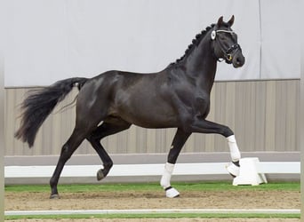 Westfaliano, Semental, 2 años, Negro