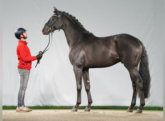 Westfaliano, Semental, 2 años, Negro