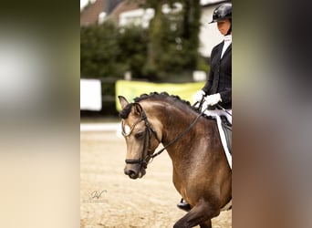 Westfaliano, Semental, 3 años, 148 cm, Buckskin/Bayo