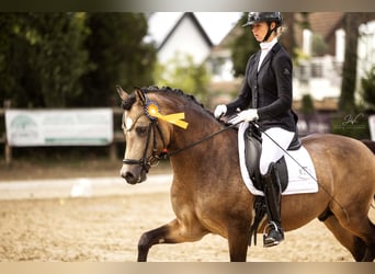 Westfaliano, Semental, 3 años, 148 cm, Buckskin/Bayo