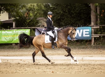 Westfaliano, Semental, 3 años, 148 cm, Buckskin/Bayo