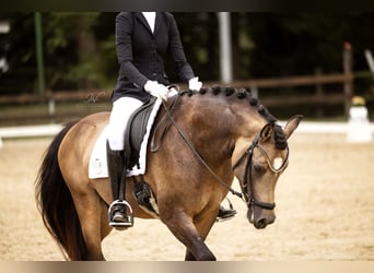 Westfaliano, Semental, 3 años, 148 cm, Buckskin/Bayo