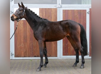 Westfaliano, Semental, 3 años, 163 cm, Castaño