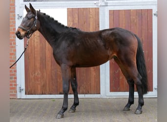 Westfaliano, Semental, 3 años, 163 cm, Castaño