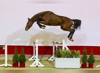 Westfaliano, Semental, 3 años, 163 cm, Castaño