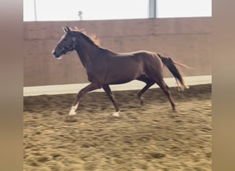 Westfaliano, Semental, 3 años, 165 cm, Alazán