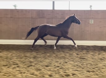 Westfaliano, Semental, 3 años, 165 cm, Alazán