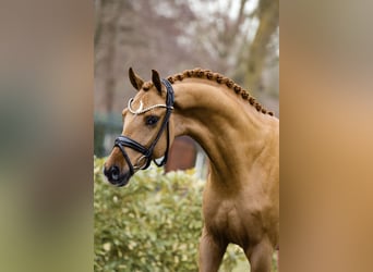 Westfaliano, Semental, 3 años, 166 cm, Alazán