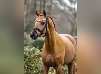 Westfaliano, Semental, 3 años, 166 cm, Alazán