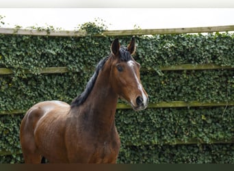 Westfaliano, Semental, 3 años, 167 cm, Castaño