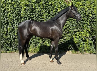 Westfaliano, Semental, 3 años, 167 cm, Negro