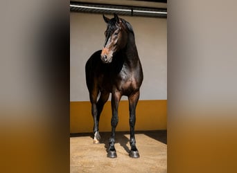 Westfaliano, Semental, 3 años, 168 cm, Castaño
