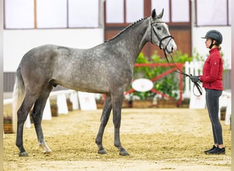 Westfaliano, Semental, 3 años, 168 cm, Tordo