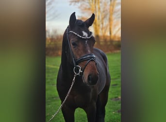 Westfaliano, Semental, 3 años, 170 cm, Castaño oscuro