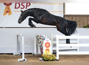 Westfaliano, Semental, 3 años, 172 cm, Castaño oscuro