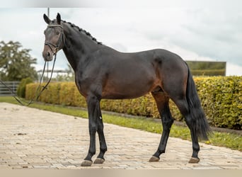 Westfaliano, Semental, 3 años, 172 cm, Castaño oscuro