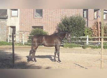 Westfaliano, Semental, 3 años, 172 cm, Grullo