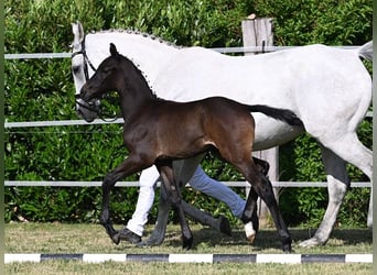 Westfaliano, Semental, 3 años, 172 cm, Tordillo negro