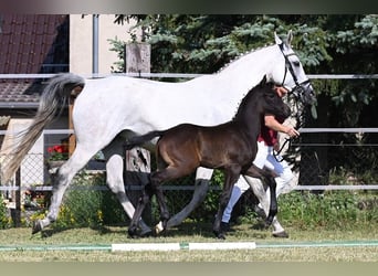 Westfaliano, Semental, 3 años, 172 cm, Tordillo negro