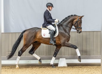 Westfaliano, Semental, 3 años, 173 cm, Castaño oscuro