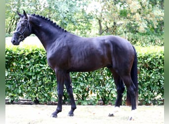 Westfaliano, Semental, 3 años, 173 cm, Morcillo