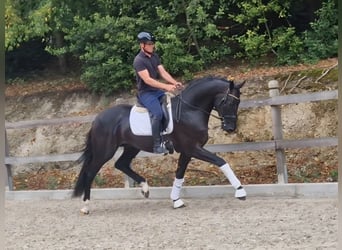 Westfaliano, Semental, 3 años, 173 cm, Morcillo