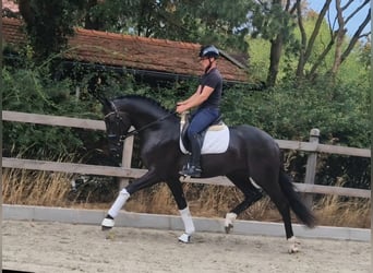 Westfaliano, Semental, 3 años, 173 cm, Morcillo