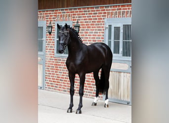 Westfaliano, Semental, 3 años, 173 cm, Morcillo