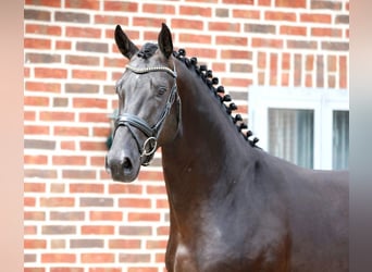 Westfaliano, Semental, 3 años, 173 cm, Morcillo