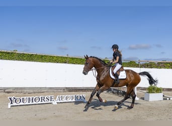 Westfaliano, Semental, 3 años, 176 cm, Castaño
