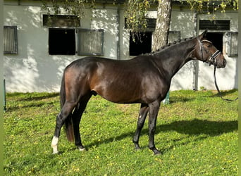 Westfaliano, Semental, 4 años, 157 cm, Castaño oscuro