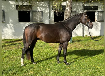 Westfaliano, Semental, 4 años, 157 cm, Castaño oscuro