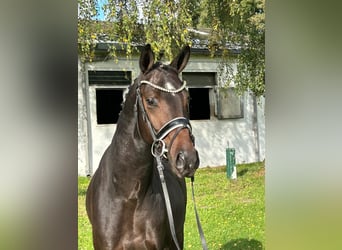 Westfaliano, Semental, 4 años, 157 cm, Castaño oscuro