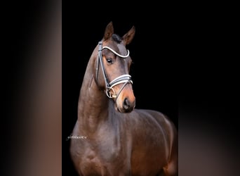 Westfaliano, Semental, 4 años, 166 cm, Castaño oscuro