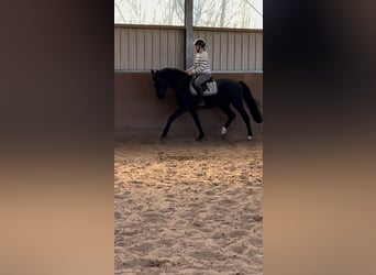 Westfaliano, Semental, 4 años, 168 cm, Negro
