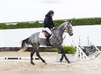 Westfaliano, Semental, 4 años, 169 cm, Tordo