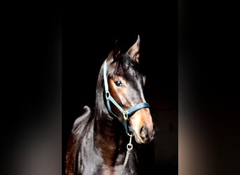Westfaliano, Semental, 4 años, 174 cm, Negro