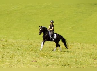 Westfaliano, Semental, 5 años, 163 cm, Negro