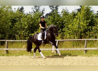 Westfaliano, Semental, 5 años, 163 cm, Negro