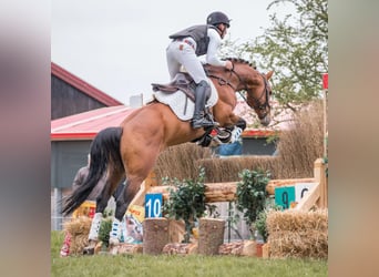 Westfaliano, Semental, 6 años, 162 cm, Castaño