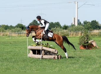 Westfaliano, Semental, 6 años, 162 cm, Castaño