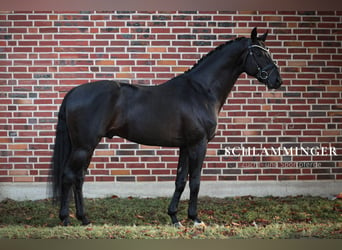 Westfaliano, Semental, 6 años, 167 cm, Negro