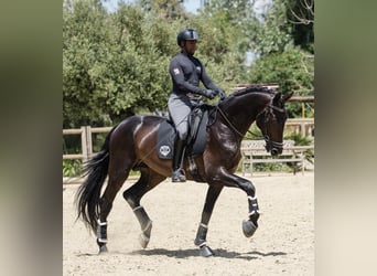 Westfaliano, Semental, 6 años, 184 cm, Castaño oscuro
