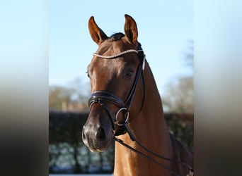 Westfaliano, Semental, 3 años, 166 cm, Alazán-tostado