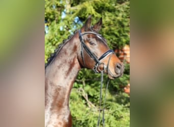 Westfaliano, Semental, 5 años, 168 cm, Castaño