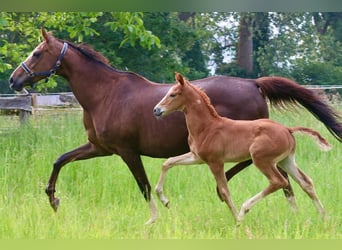 Westfaliano, Semental, Potro (05/2026), 170 cm, Alazán-tostado