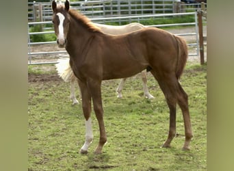 Westfaliano, Semental, Potro (03/2024), 170 cm, Alazán-tostado