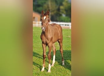 Westfaliano, Semental, Potro (02/2025), 170 cm, Alazán-tostado